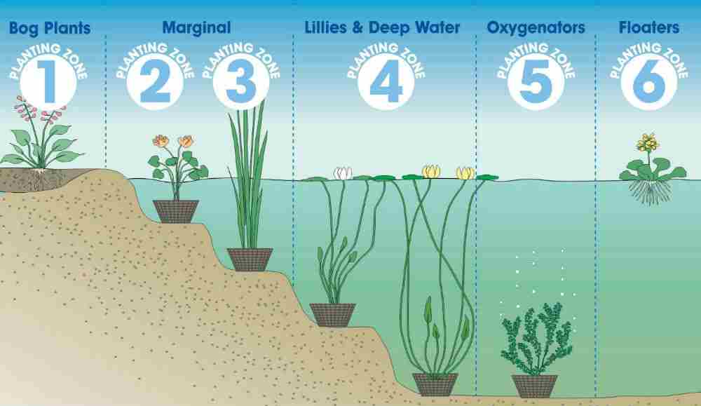 pond plant zones pond plant zones